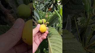 అమెరికా లో Loquat Fruits sweet juicy big seeds pick from tree and eat when fully ripe california [upl. by Tychon]