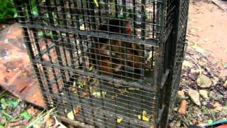 Shocking macaque abuse at Melaka Zoo [upl. by Naginarb]