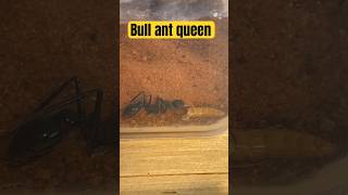 Huge bull ant queen Myrmecia tarsata shorts ants [upl. by Euqinor]