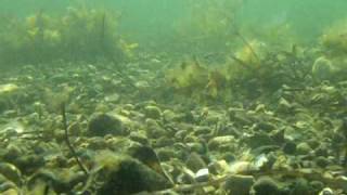 Sea Trout coast in Denmark  under water  3 [upl. by Jorgensen680]