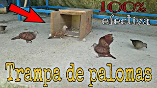 Trampa de pájaro de paloma de cartón de bricolaje con caja de cartón [upl. by Necyla]