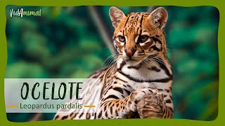 TODO sobre el OCELOTE [upl. by Libre]