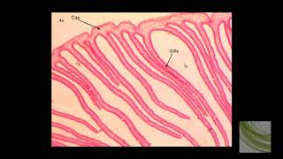 ORGANISM SLIDE Coprinus [upl. by Leroi]