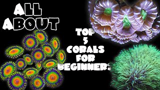 Top 5 Corals For Beginners [upl. by Amahs808]