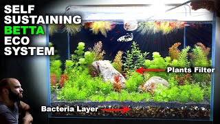 Self Sustaining Betta Fish Eco Tank NO WATER CHANGE minimal input [upl. by Methuselah]