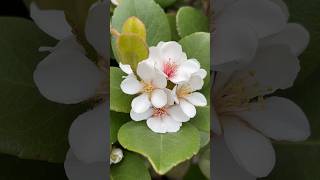 シャリンバイハマモッコクマルバシャリンバイRhaphiolepis indica var umbellataばら科 [upl. by Chaffinch]