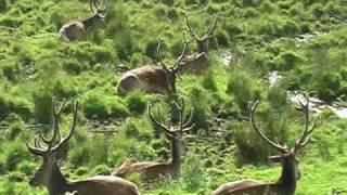 Highland Wildlife Park Kingussie [upl. by Eyaf]