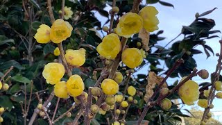 盆栽素心腊梅的欣赏和养护 Chimonanthus Praecox in Container [upl. by Inait437]