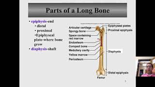 Macroscopic anatomy of a bone [upl. by Reiner756]