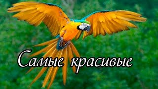 Самые красивые птицы мира [upl. by Dronski]