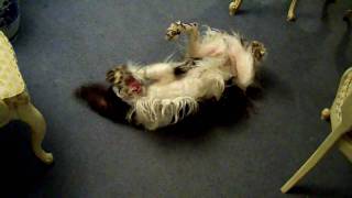 Funny English Springer Spaniel [upl. by Esinaj714]