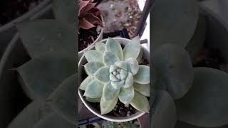 echeveria suculentas succulent plantita garden video shorts trending [upl. by Evan]