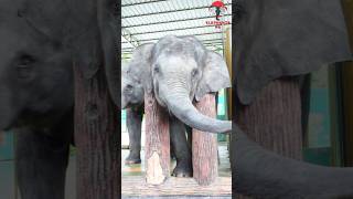 A wonderful trick to eating carrots 🥕🐘🥕trending animals shorts elephantspr viralvideo [upl. by Marlane852]