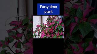 Alternanthera ficoidea Foliage pot PLANT flower garden [upl. by Hannaj]