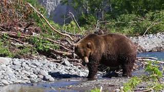 Bears at Kurile Lake Kamchatka Russia [upl. by Akiem779]