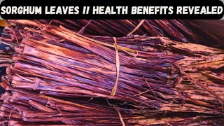 Top 4 amazing health benefits of Sorghum Leaves  WAAKYE LEAVES [upl. by Alded]