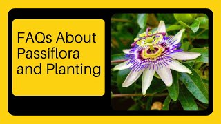 FAQs About Passiflora and Planting [upl. by Essilec614]