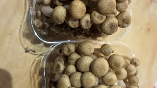 Cooking with Shimeji Edible Brown Mushrooms  Nutty Flavour and Delicious [upl. by Nylirek]