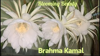 Brahma Kamal  Saussurea obvallata [upl. by Enerak]