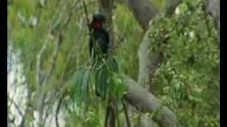 Palm Cockatoo drumming [upl. by Dihgirb]