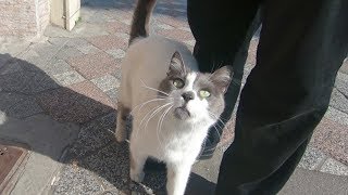 Cat with grey nose meowing so cute [upl. by Kera759]