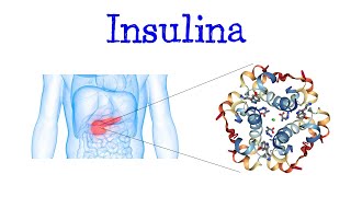 💥 ¿Qués es la Insulina 💥 Funciones Fácil y Rápido  BIOLOGÍA [upl. by Enelrae]