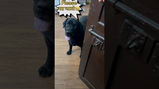 Dog Lover trending shorts doglover [upl. by Dreher]