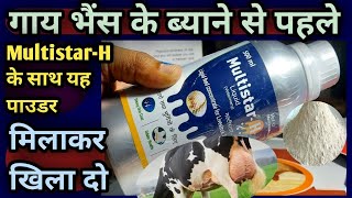 👍MultistarH liquid के साथ यह एक पाउडर मिलाकर खिला दो👌गाय भैंस के ब्याने से पहलेBenifits 👉 [upl. by Joacima]