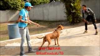 Vybz Kartel and Friends Having Fun Playing With His Pitbull HappyTimes [upl. by Deth]