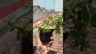 Bonsai portulacaria afra [upl. by Philipson]