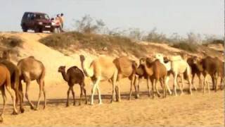 Camels in Agadir beach Imourane Morocco 17 february 2012 [upl. by Nahtanaoj]