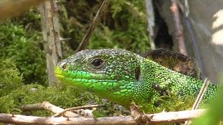 Westliche Smaragdeidechse Lacerta bilineata Moseltal bei Cochem [upl. by Flodur]