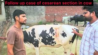 Follow up case of cesarean section in cow l Dystocia l dr umar khan [upl. by Natalya]