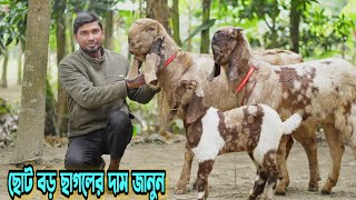 তোতাপুরী ছাগল। ক্রস বড় ছাগল। ভাল মানের খাসি ও পাঠি বাচ্চার দাম জানুন। Goat Farming [upl. by Euqinim]