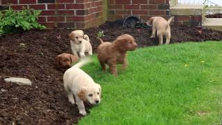 Mini Labradoodle Puppies for Sale [upl. by Chae257]