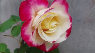 Double Delight hybrid tea rose  Plant overview [upl. by Leamaj985]