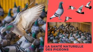 La santé naturelle des pigeons [upl. by Enisamoht]