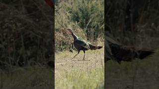 Pushing the safety off on a Kansas longbeard turkeyhunting longbeard turkeyseason [upl. by Silohcin]