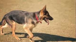 German Shepherd Runs Like a Champ  The Daily Puppy [upl. by Esorbma895]