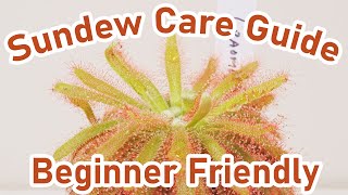 Sundew Care Guide  Carnivorous Plants  EASY [upl. by Idolah]