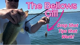 The Bellows Gill Drop Shot Tips that Work [upl. by Nylhtak]