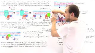 Phosphoinositide Signal Pathway [upl. by Anuaek]