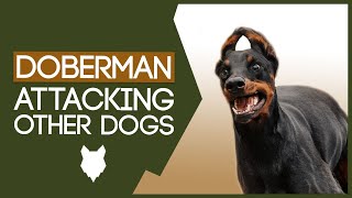 DOBERMAN TRAINING How To Stop Doberman Attacking Other Dogs [upl. by Akelam]