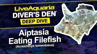 LiveAquaria® Diver’s Den® Deep Dive Aiptasia Eating Filefish Acreichthys tomentosus [upl. by Amled442]