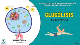 Glucólisis anaeróbica  por esto podemos nadar abajo del agua  Bioquímica metabólica [upl. by Kopple]