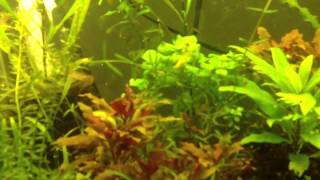 How To Trim Hygrophila Angustifolia [upl. by Notlad37]