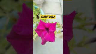 What is the difference between Surfinia and Petunia petunia surfinia flowers gardenflowers yt [upl. by Niak]