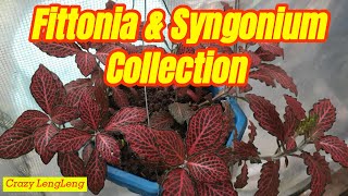 Fittonia and Syngonium Collection [upl. by Yankee]