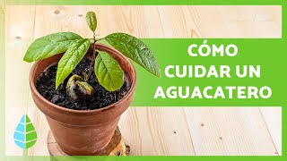 CUIDADOS del AGUACATE en MACETA 🥑🌱 ¡Riego Poda Trasplante y más [upl. by Kassia]