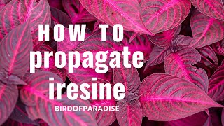 How to Grow Iresine Blazin’ Rose BloodleafWITHOUT ROOTING HORMONE Shade Plants BirdofParadise [upl. by Kenzi]